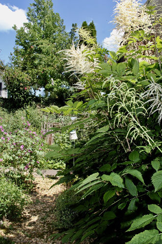 Riesige Pflanzenvielfalt im Kräutergarten