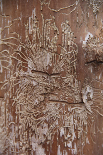 Spuren eines Holzwurms. Wer sieht das Gesucht, welches seine Spuren bilden?