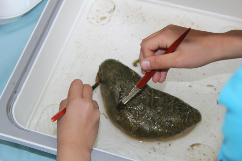Mit einem Pinsel werden Kleinlebewesen zwecks genauer Analyse von einem Stein entfernt