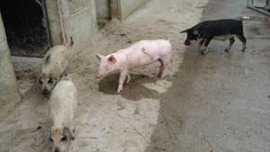 Glückliche Bio-Schweine, denen es sauwohl ist