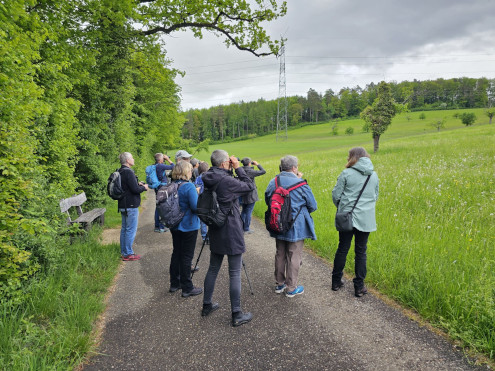 Ausgangs Wald Richtung Murenberg konnten auch Rehe beobachtet werden