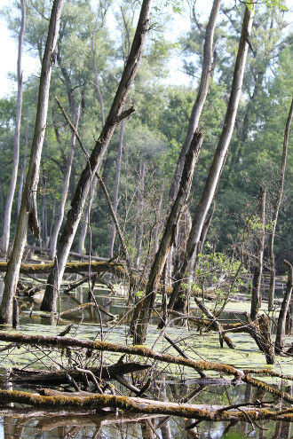 Durch Überflutung entstand ein Auenwald