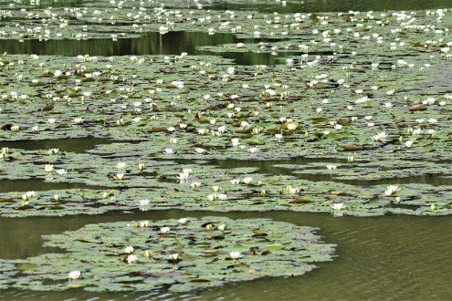 Ein Teich voller Weisser Seerosen