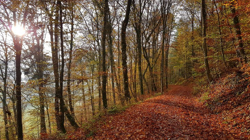 Prachtvoller Herbstwald Richtung Talholden