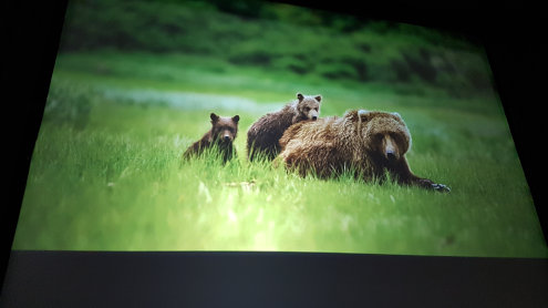 Bärenmutter mit Jungen