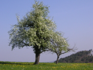 Birnbaum auf dem Wildenstein