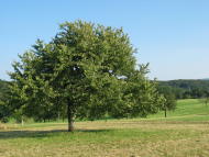 Kirschbaum auf dem Murenberg